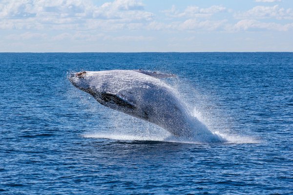 Quels sont les meilleurs itinéraires de croisière pour observer les migrations de baleines en Australie?
